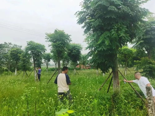 長(zhǎng)江河道管理局公安分局 全力以赴推進(jìn)林木普查，守護(hù)河道綠色生態(tài)屏障